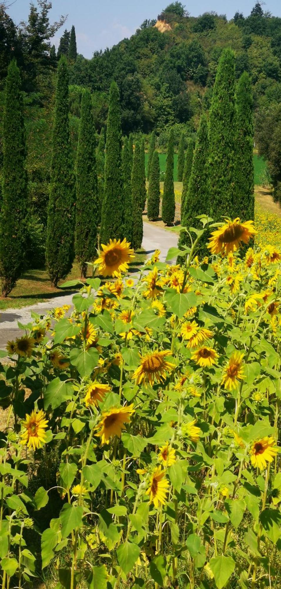 Agriturismo Cascina Cipressa San Romano  ภายนอก รูปภาพ