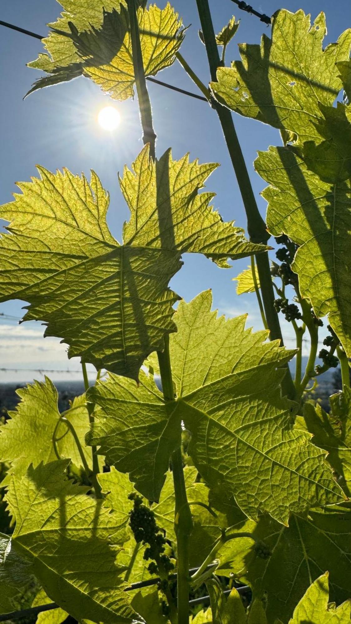 Agriturismo Cascina Cipressa San Romano  ภายนอก รูปภาพ